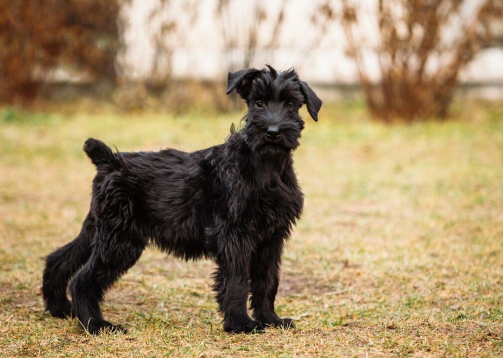 #65. Giant schnauzer
